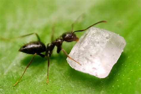 Ants in garden. Things To Know About Ants in garden. 